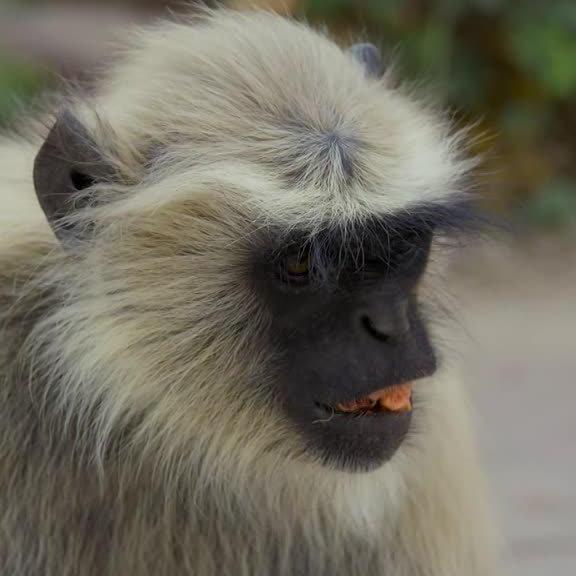 Документальное видео 